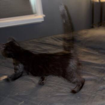 Hot Cocoa -  Domestic Short Hair Cat for Adoption in Medina, Ohio - Hot Cocoa | PetCurious