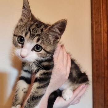 Gazelle -  Domestic Short Hair Cat for Adoption in Bristol, Indiana - Gazelle | PetCurious