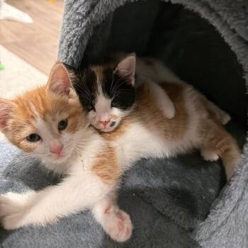 Betty -  Domestic Short Hair Cat for Adoption in Indianapolis, Indiana - Betty | PetCurious