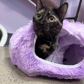 Rescue Domestic Short Hair Cats for Adoption in Lancaster, South Carolina - Dixie (bonded With Pixie) | PetCurious