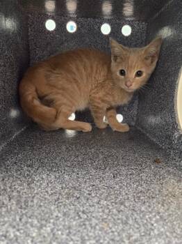 Demi -  Domestic Short Hair Cat for Adoption in Athens, Tennessee - Demi | PetCurious
