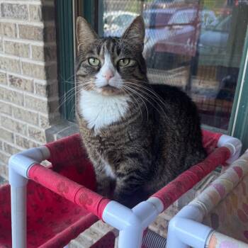 Rescue Domestic Short Hair Cats for Adoption - Princess | PetCurious