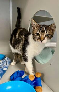 Brie -  Domestic Short Hair Cat for Adoption in Moundsville, West Virginia - Brie | PetCurious