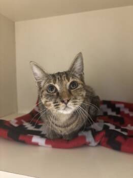 Rescue Domestic Short Hair Cats for Adoption in Chamblee, Georgia - Lightning McQueen | PetCurious