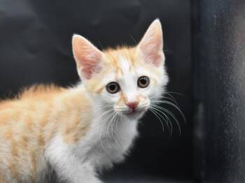 Watermelon -  Domestic Short Hair Cat for Adoption in Portland, Oregon - Watermelon | PetCurious