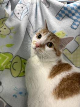 Domestic Short Hair Cats Available for Adoption in Gainesville, Florida - Tobias | PetCurious