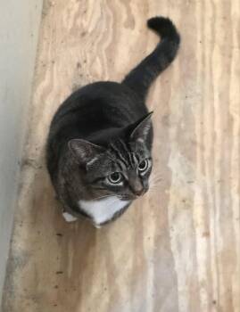 Stevie -  Domestic Short Hair and Tuxedo Cat for Adoption in Oxford, Mississippi - Stevie | PetCurious