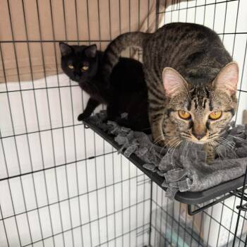 Domestic Short Hair Cats Available for Adoption in West Olive, Michigan - Lightning (Holland Cat Cove) | PetCurious