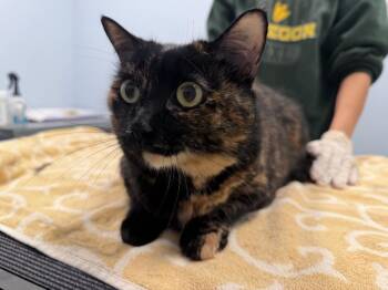 Tamawhisker -  Domestic Short Hair Cat for Adoption in Raleigh, North Carolina - Tamawhisker | PetCurious