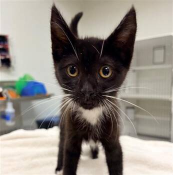 A883397 -  Domestic Short Hair Cat for Adoption in Camarillo, California - A883397 | PetCurious