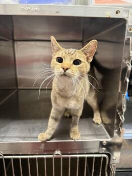 Thora -  Domestic Short Hair Cat for Adoption in West Mifflin, Pennsylvania - Thora | PetCurious