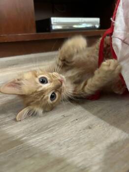 Gale -  Tabby Cat for Adoption in Albuquerque, New Mexico - Gale | PetCurious