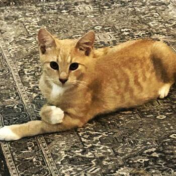 Sunny -  Domestic Short Hair Cat for Adoption in Sandy Springs, Georgia - Sunny | PetCurious