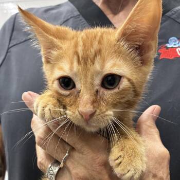 Fanta -  Domestic Short Hair Cat for Adoption in Folsom, Louisiana - Fanta | PetCurious
