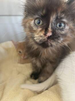 Rescue Calico Cats for Adoption in East Peoria, Illinois - Chloe | PetCurious