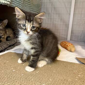 Puddle -  Domestic Medium Hair Cat for Adoption - Puddle | PetCurious