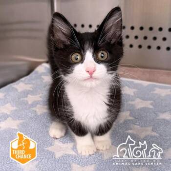 KENGI -  Domestic Short Hair Cat for Adoption in Irvine, California - KENGI | PetCurious