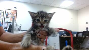 A2811283 -  Domestic Short Hair Cat for Adoption in Doral, Florida - A2811283 | PetCurious