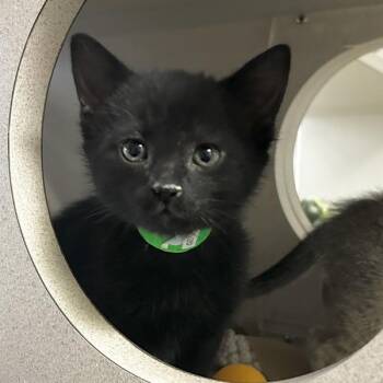 Domestic Medium Hair Cats Available for Adoption in Dublin, California - Spaghetti | PetCurious