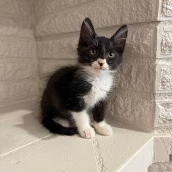 Alfred -  Domestic Short Hair Cat for Adoption in San Antonio, Texas - Alfred | PetCurious