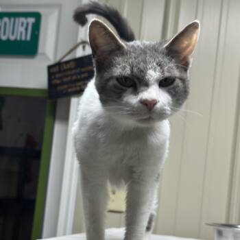 Rescue Domestic Short Hair Cats for Adoption in Lawrenceburg, Kentucky - Slim | PetCurious