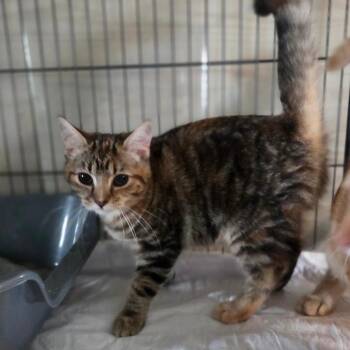 Bryaxis -  Domestic Short Hair Cat for Adoption in Lexington, Kentucky - Bryaxis | PetCurious