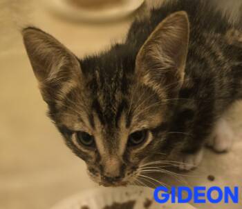 Gideon -  Domestic Short Hair Cat for Adoption in Buhl, Idaho - Gideon | PetCurious