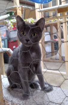 Rescue Domestic Short Hair Cats for Adoption in Faribault, Minnesota - Minnow | PetCurious