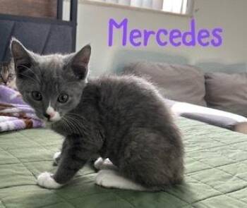 Mercedes -  Domestic Short Hair Cat for Adoption in Ruskin, Florida - Mercedes | PetCurious