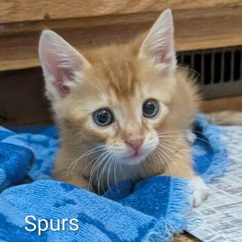 Spurs -  Domestic Short Hair Cat for Adoption in Ottawa, Kansas - Spurs | PetCurious