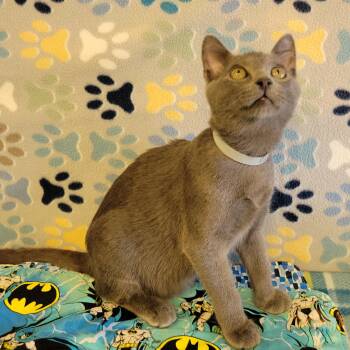 Chip -  Domestic Short Hair and Russian Blue Cat for Adoption in Alpine, Texas - Chip | PetCurious