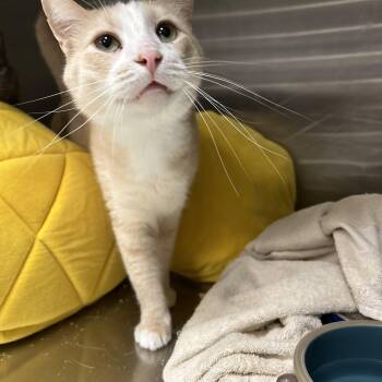 Rescue Domestic Short Hair Cats for Adoption in La Grange Park, Illinois - Bronx | PetCurious