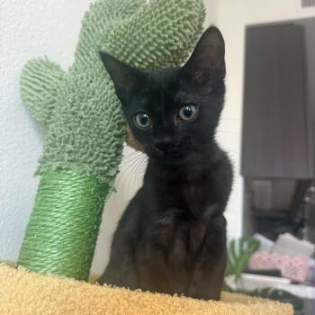 Domestic Short Hair Cats Available for Adoption in Lakewood, California - Sparrow | PetCurious