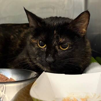 Domestic Short Hair Cats Available for Adoption - Raven | PetCurious