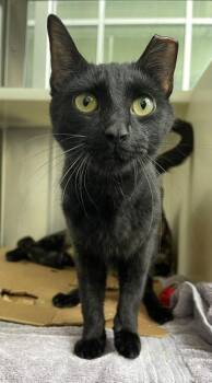 Malachai -  Domestic Short Hair Cat for Adoption in Westland, Michigan - Malachai | PetCurious