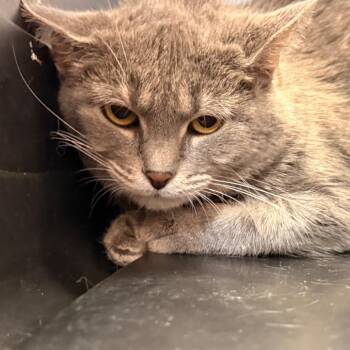 Lady -  Domestic Short Hair Cat for Adoption in Evansville, Indiana - Lady | PetCurious