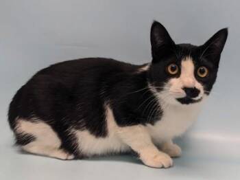 Stevie -  Domestic Short Hair Cat for Adoption in Golden Valley, Minnesota - Stevie | PetCurious