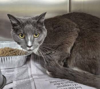 Domestic Short Hair Cats Available for Adoption in Lawrenceville, Georgia - If-6c London | PetCurious