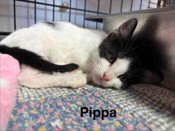 Pippe -  Domestic Short Hair Cat for Adoption in Saint Francisville, Louisiana - Pippe | PetCurious