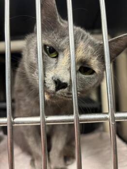 Domestic Short Hair Cats Available for Adoption - Rose | PetCurious