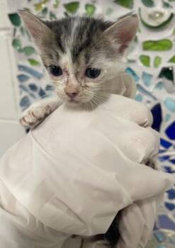 BEBE -  Domestic Short Hair Cat for Adoption in Pensacola, Florida - BEBE | PetCurious