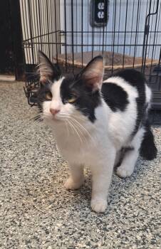 Olly -  Domestic Medium Hair Cat for Adoption in Stanton, Kentucky - Olly | PetCurious