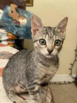 Tinkerbelle (new) -  Tabby Cat for Adoption in Zephyrhills, Florida - Tinkerbelle (new) | PetCurious