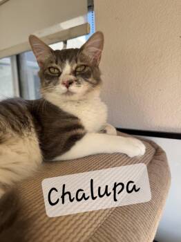Rescue Domestic Short Hair Cats for Adoption in Albuquerque, New Mexico - Chalupa | PetCurious