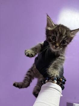 61383876 -  Domestic Short Hair Cat for Adoption in El Paso, Texas - 61383876 | PetCurious