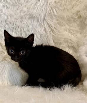 Jetty -  Domestic Short Hair Cat for Adoption in Picayune, Mississippi - Jetty | PetCurious