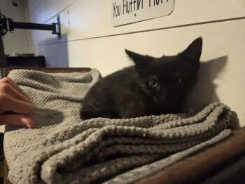 Hecate -  Domestic Short Hair Cat for Adoption in Wyoming, Michigan - Hecate | PetCurious