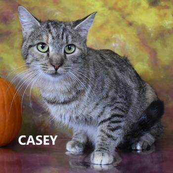 Casey -  Domestic Short Hair Cat for Adoption in Yuma, Arizona - Casey | PetCurious