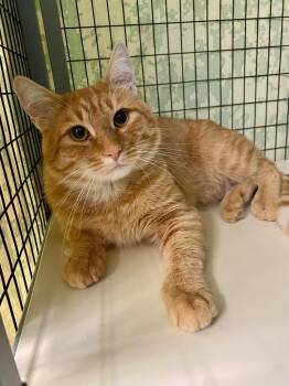 Rescue Domestic Short Hair Cats for Adoption in Grants Pass, Oregon - Pasta | PetCurious