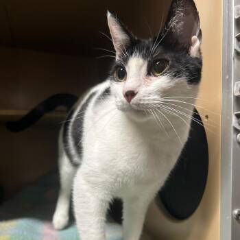 Domestic Short Hair Cats Available for Adoption - Mundi | PetCurious